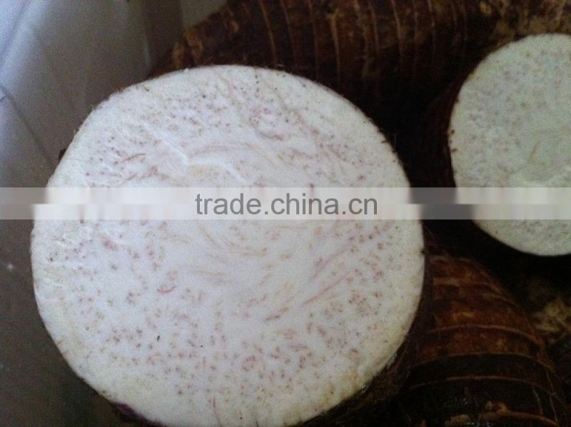 FRESH TARO GOOD QUALITY COMPETITIVE PRICE FROM CHINA