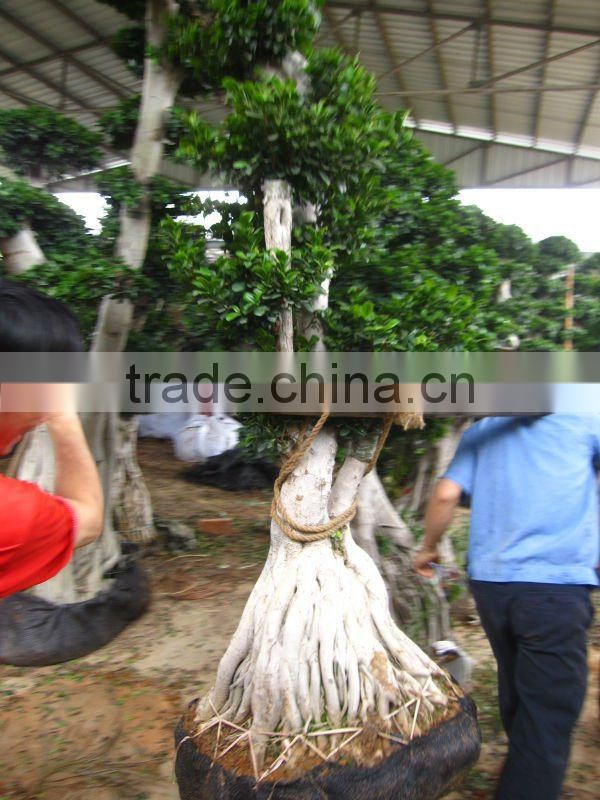 Ficus microcarpa stump shape