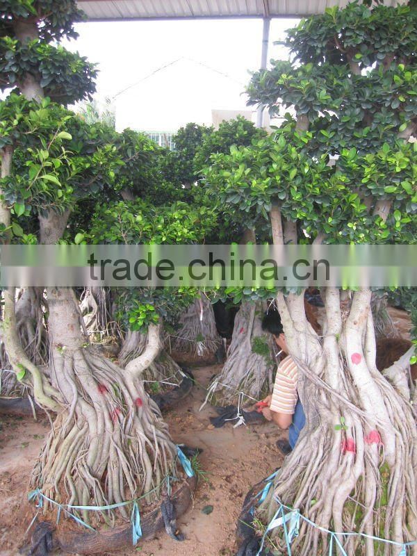 Ficus microcarpa stump shape