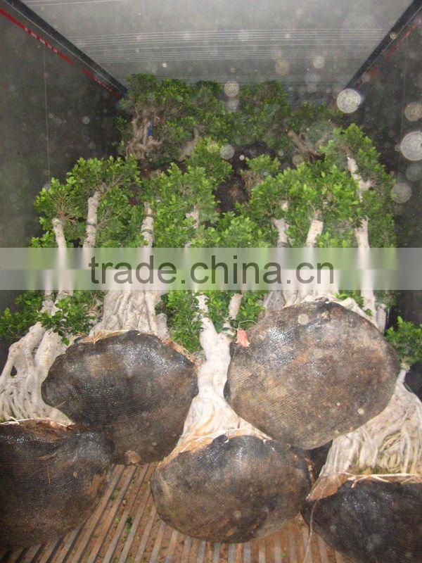 Ficus microcarpa stump shape
