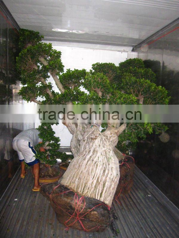 Ficus microcarpa stump shape