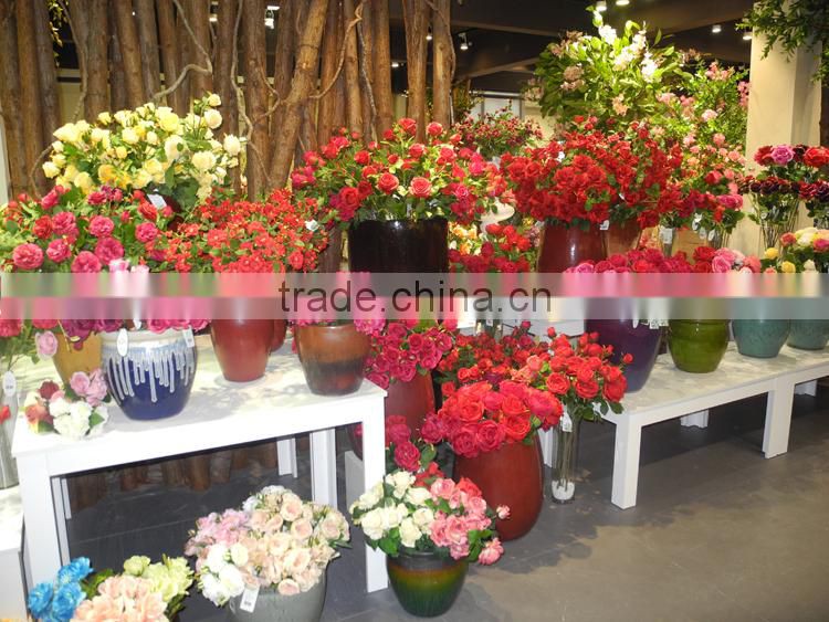 indoor christmas flower Foliage plant