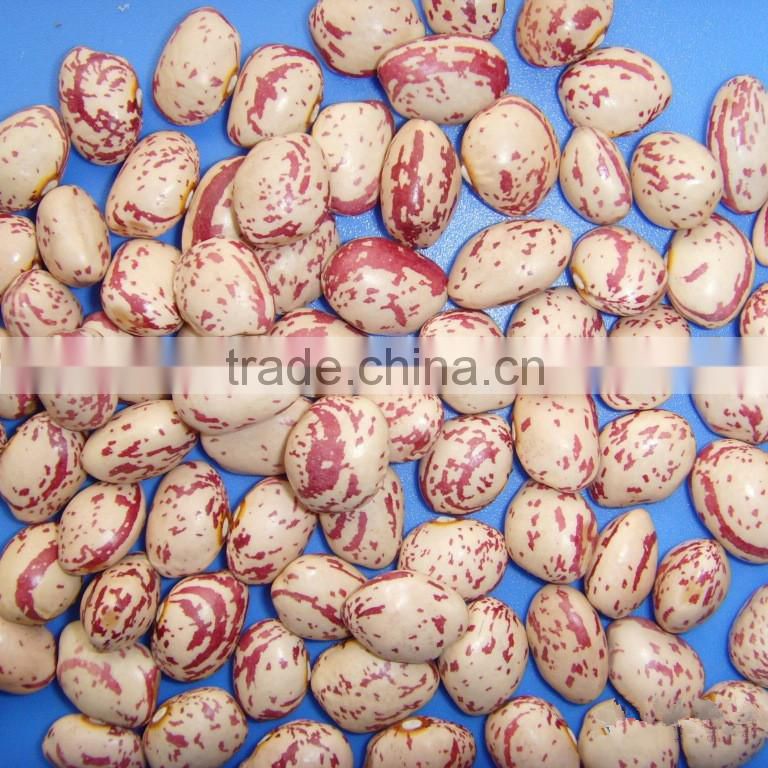 LSKB xinjiang round shape light speckled kidney bans with oval shape