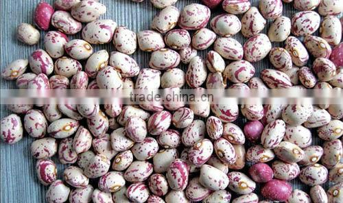 pinto beans brown kidney bean