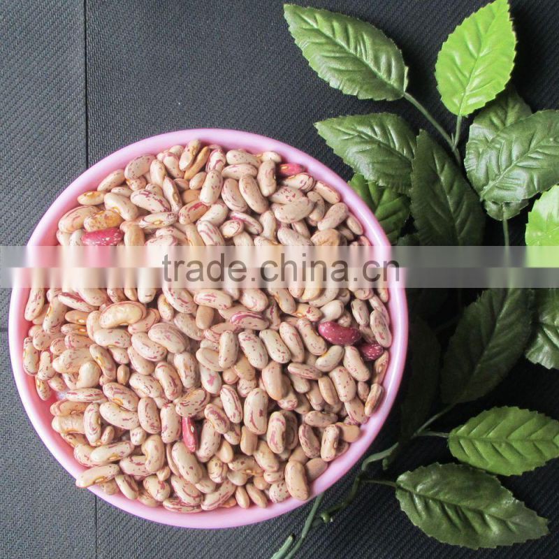 pinto beans brown kidney bean