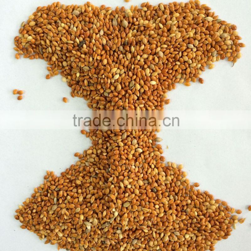 red broomcorn millets red millet spray