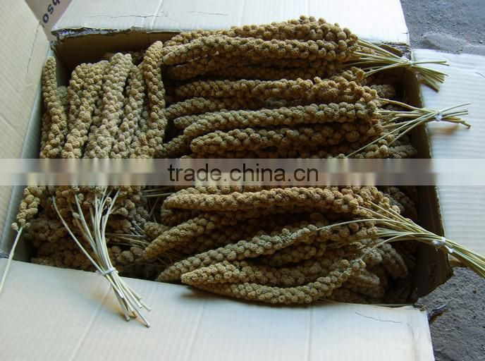 dried broomcorn millet sprays yellow panicum millet