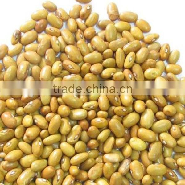 round shape yellow kidney beans