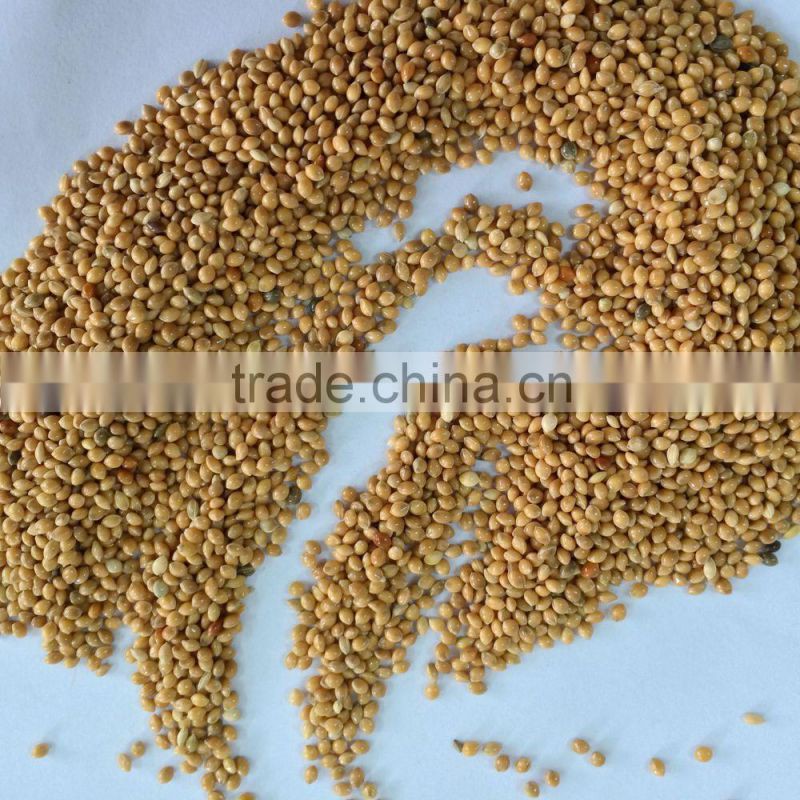 yellow millets grain