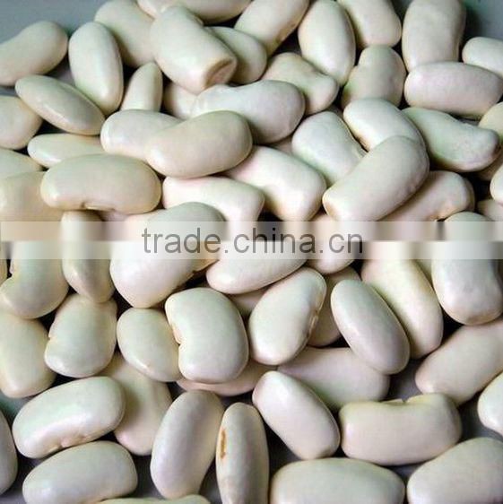 big size white beans white haricot beans