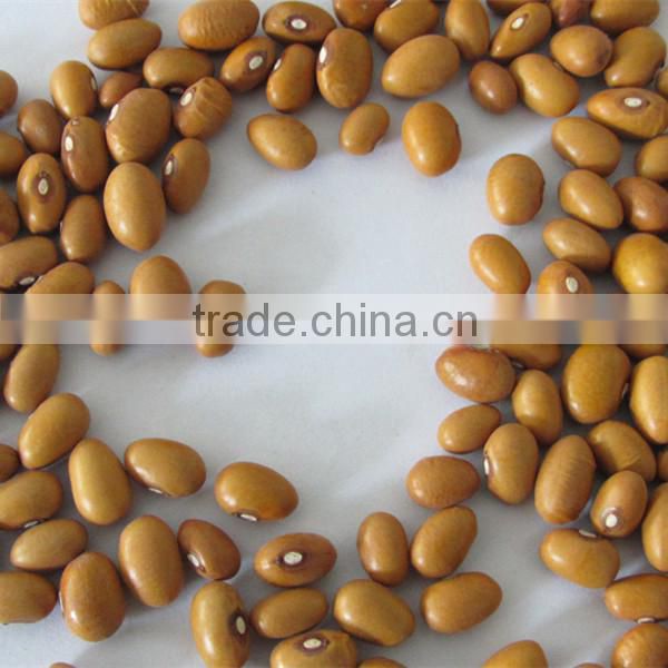 kidney bean gold bean
