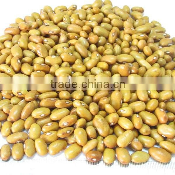 round shape yellow kidney beans