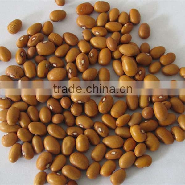 kidney bean gold bean