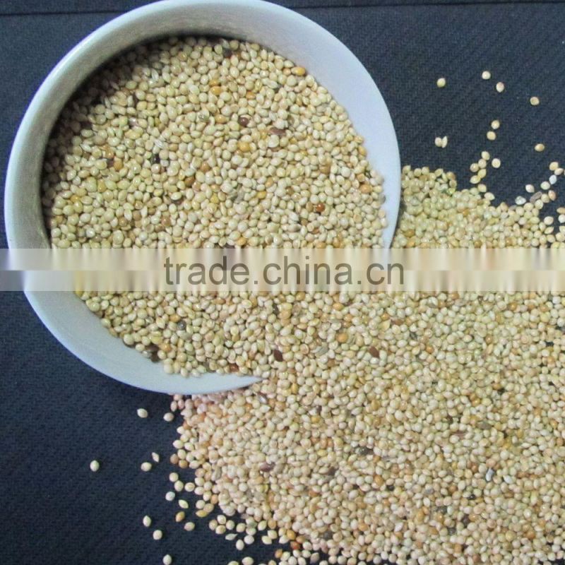 dried white millets white proso millet