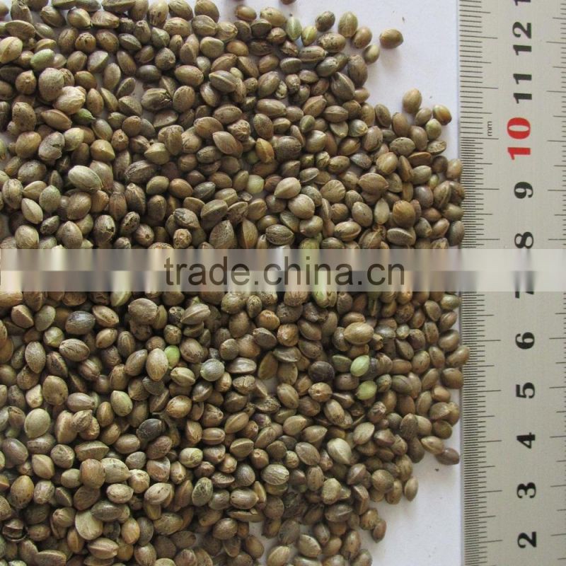 2015 hot sales hemp seed for sale