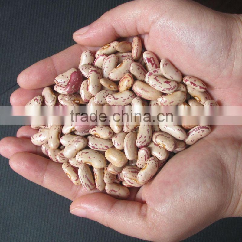 pinto beans brown kidney bean