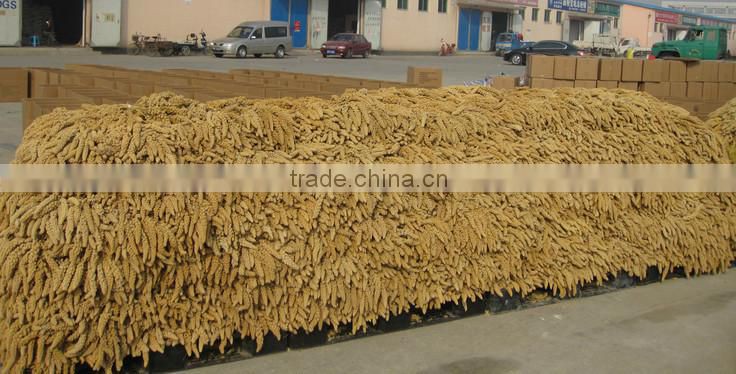 dried broomcorn millet sprays yellow panicum millet