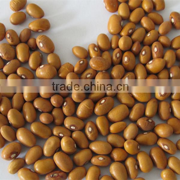 kidney bean gold bean