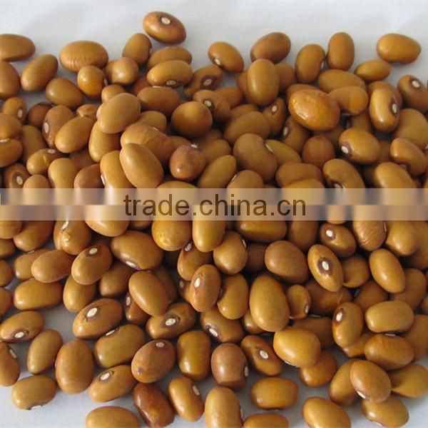 kidney bean gold bean