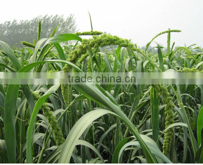 dried broomcorn millet sprays yellow panicum millet
