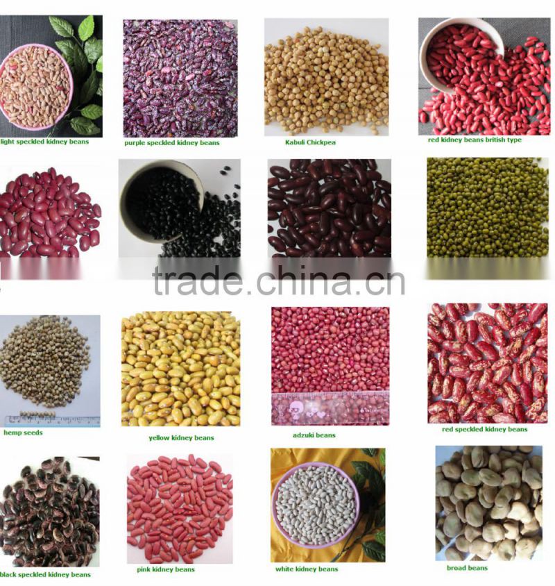 LSKB xinjiang round shape light speckled kidney bans with oval shape