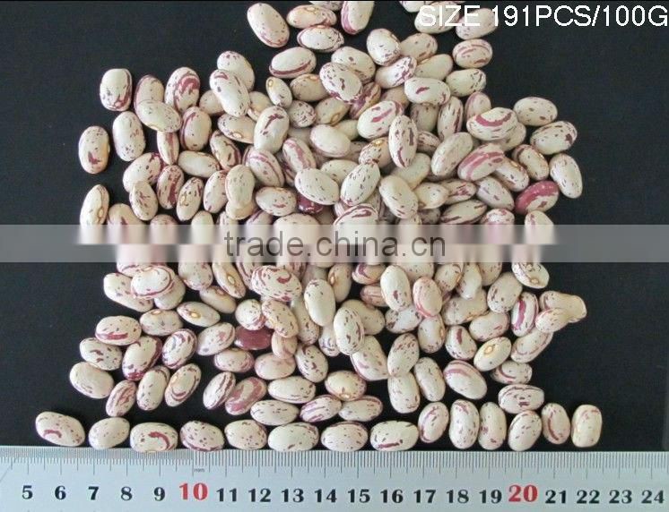 pinto beans brown kidney bean