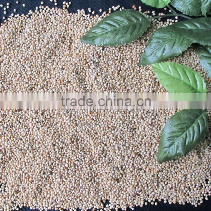 dried white millets white proso millet