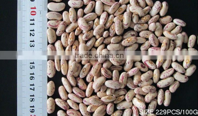 pinto beans brown kidney bean