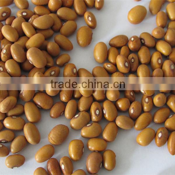 kidney bean gold bean