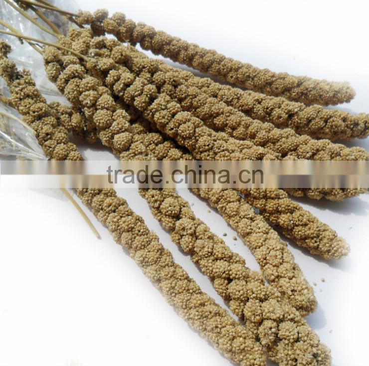 dried broomcorn millet sprays yellow panicum millet