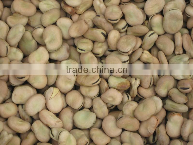 new crop factory supplier fava beans cheap Best Price Broad Bean
