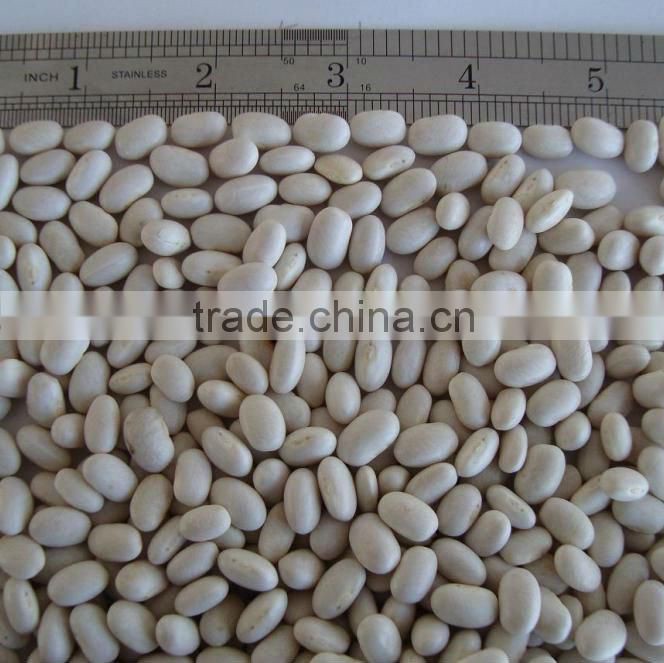 white small japanese bean