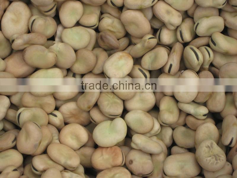 new crop factory supplier fava beans cheap Best Price Broad Bean
