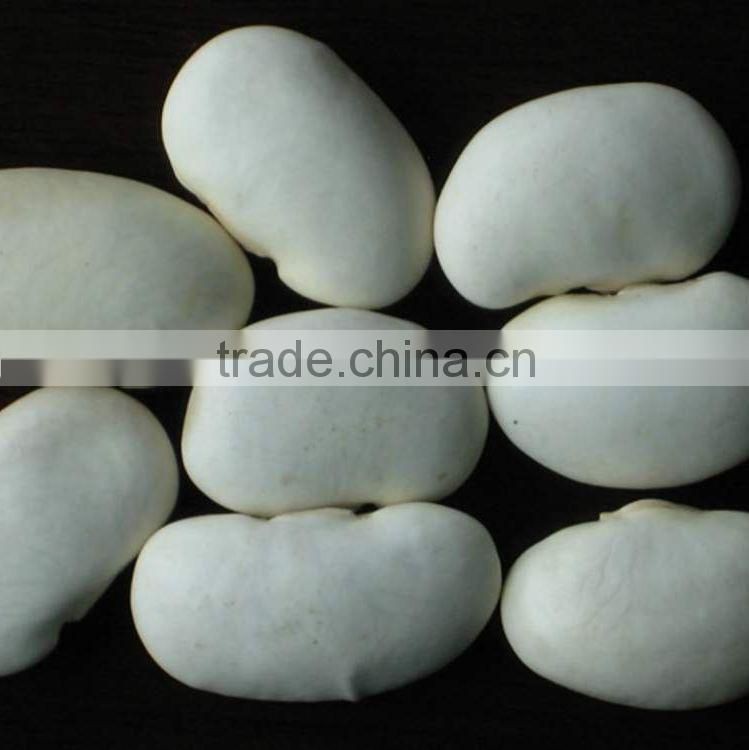 big size white beans white haricot beans
