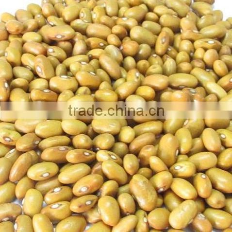 round shape yellow kidney beans
