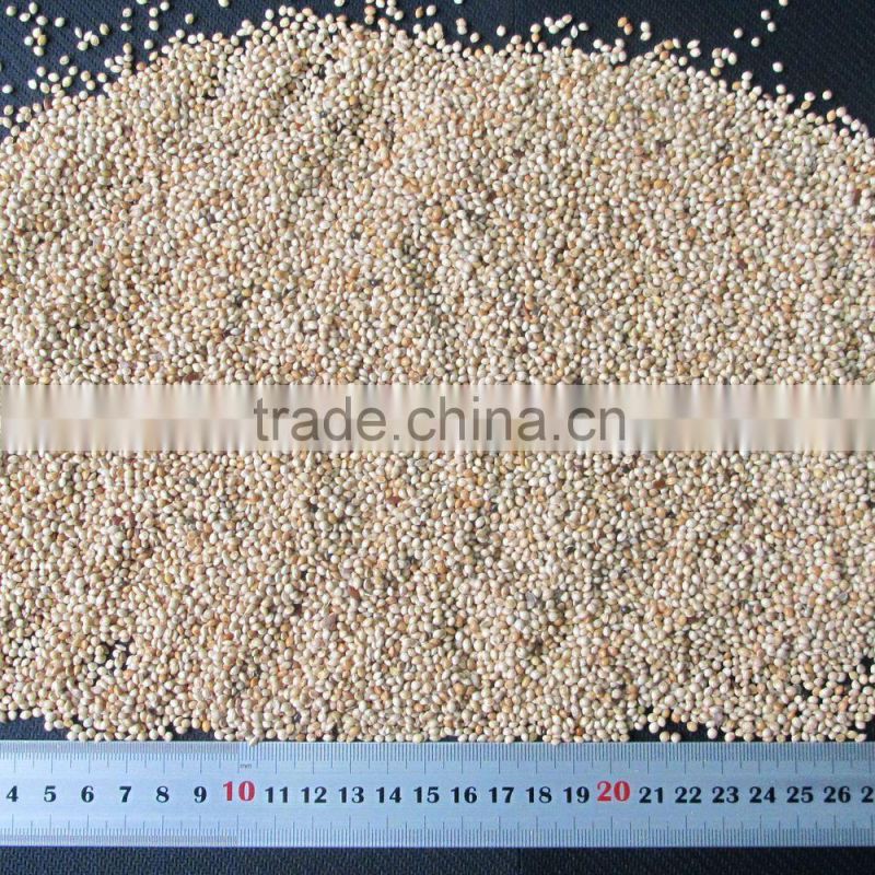 dried white millets white proso millet