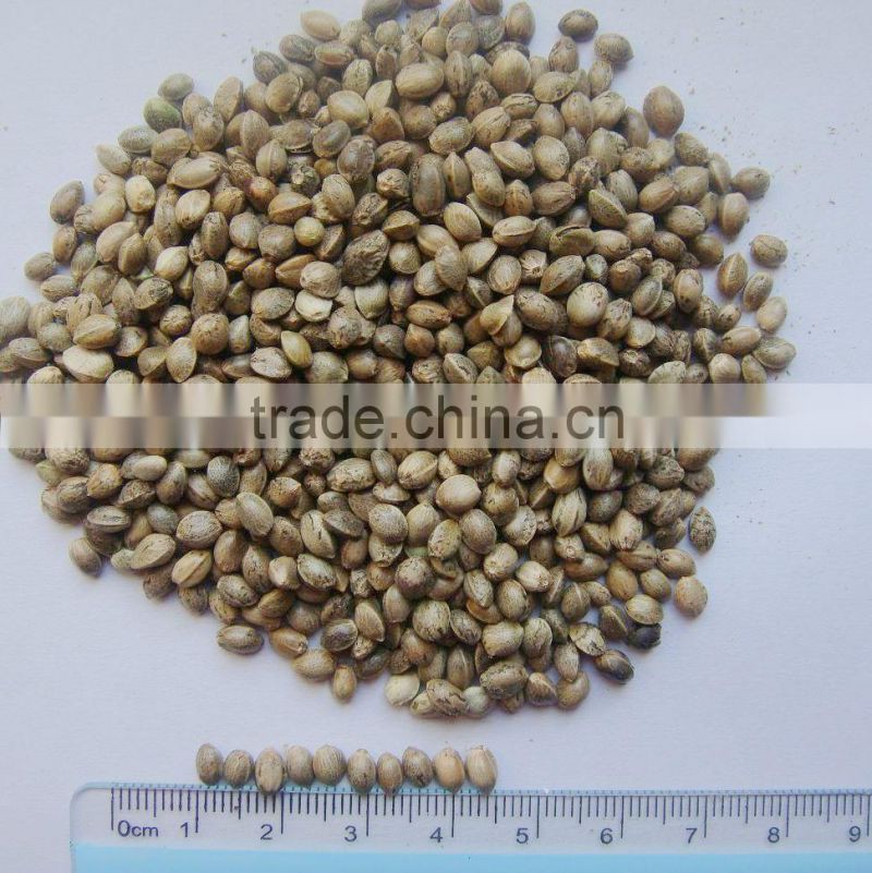 2015 hot sales hemp seed for sale