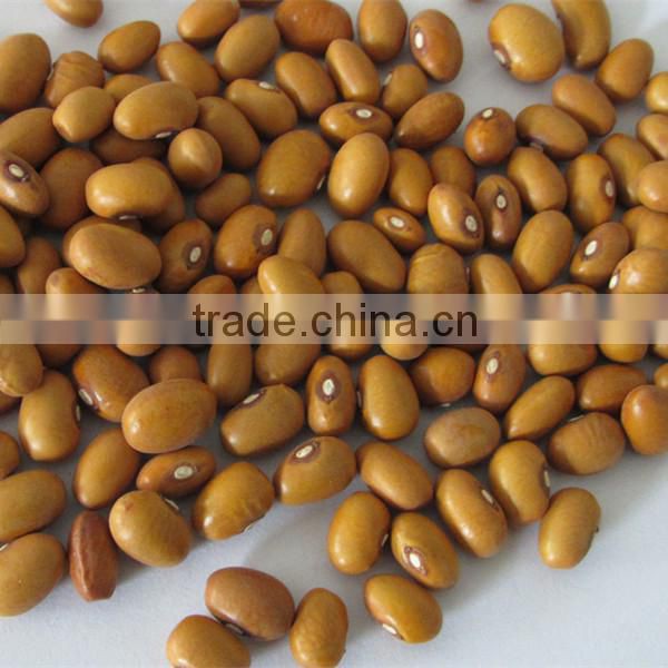 kidney bean gold bean