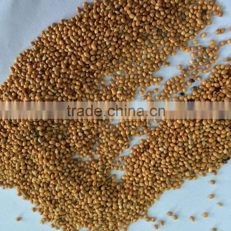 yellow millets grain