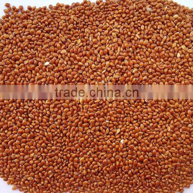 millet seed whole grain millet bulk millet for sale