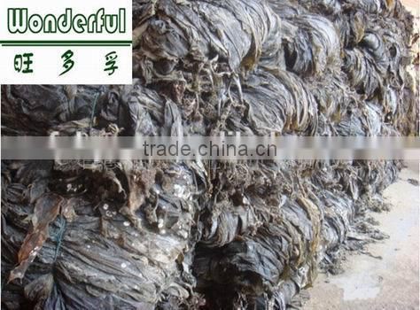Seaweed for Abalone Feed, Dried Kelp, Feed Abalone Kombu Seaweed, Feed Kelp abalone