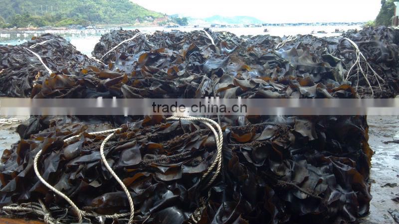 Seaweed for Abalone Feed, Dried Kelp, Feed Abalone Kombu Seaweed, Feed Kelp abalone