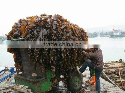 sun dried kelp raw material for abalone feed