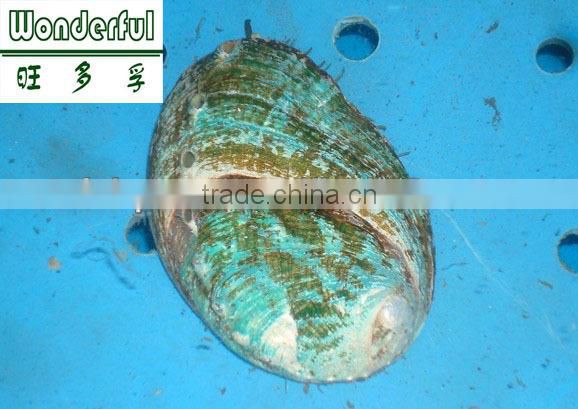 abalone feed/fodder,block,sinking abalone feed,seaweed