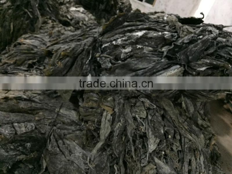 brown kelp, nature kelp seaweed,brown kelp algae,seaweed, abalone feed, fodder,