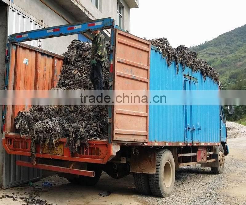 sun dried kelp raw material for abalone feed