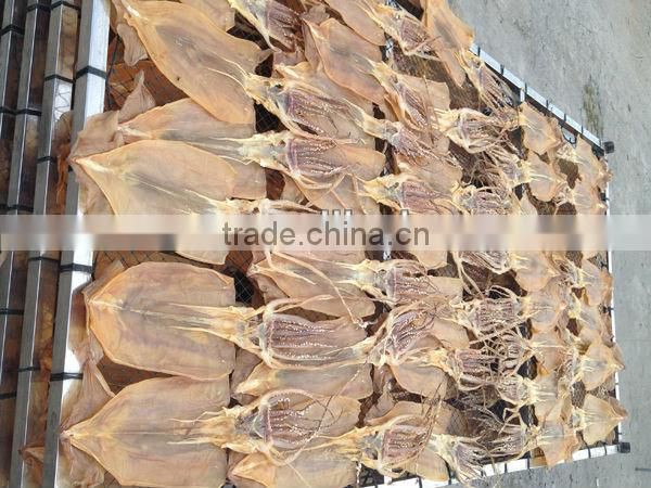 dried illex squid