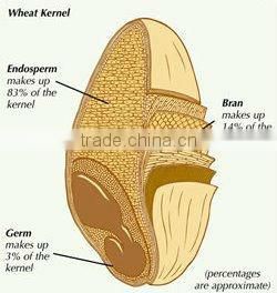 Durum Semolina Flour