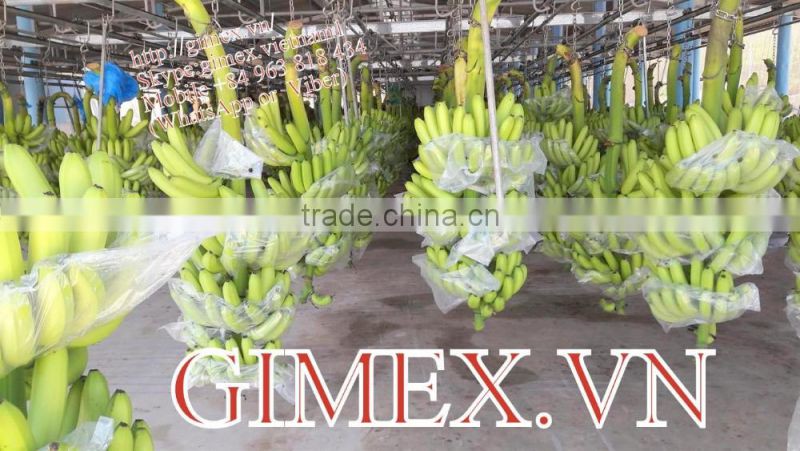 fresh green Cavendish Bananas