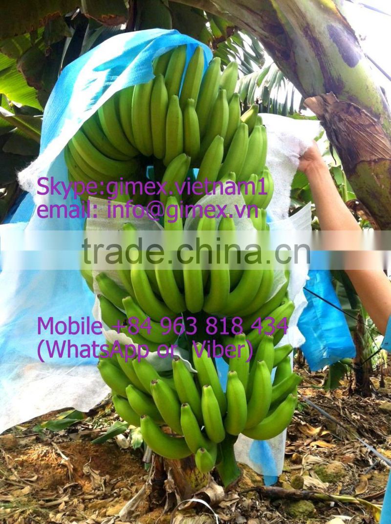 FRESH CAVENDISH BANANA EXPORTING GIMEX VIET NAM